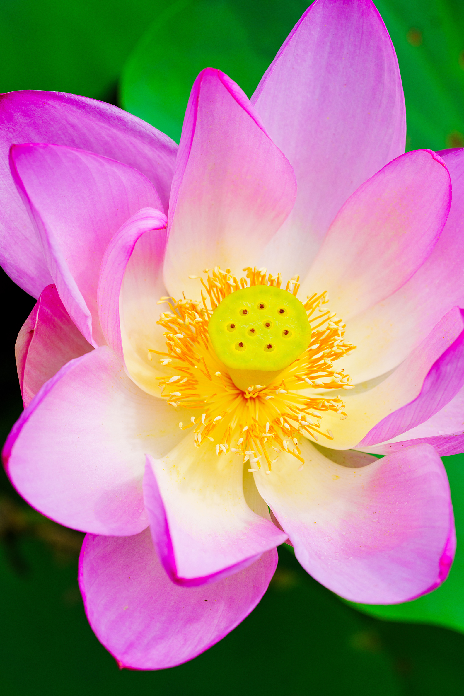 Pink Lotus Flower